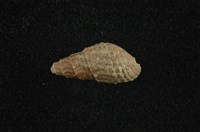 藏品(瘤蜷)的圖片